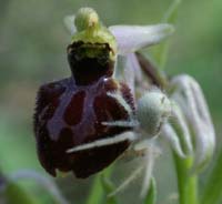 Ophrys arachnitiformis Pierrefeu 160407 (11)