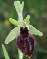 Ophrys arachnitiformis Pierrefeu 160407 (12)