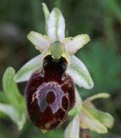 Ophrys arachnitiformis Pierrefeu 160407 (13)