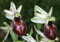 Ophrys arachnitiformis Pierrefeu 160407 (2)