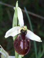 Ophrys arachnitiformis Pierrefeu 160407 (3)