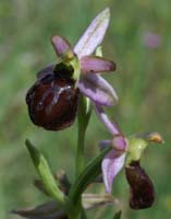 Ophrys arachnitiformis Pierrefeu 160407 (4)