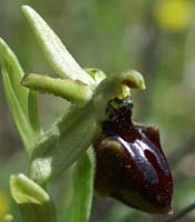 Ophrys arachnitiformis Pierrefeu 160407 (5)