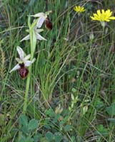Ophrys arachnitiformis Pierrefeu 160407 (6)