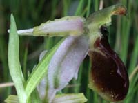 Ophrys arachnitiformis Pierrefeu 160407 (7)