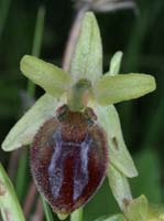 Ophrys arachnitiformis Pierrefeu 160407 (8)