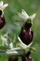 Ophrys arachnitiformis Pierrefeu 160407