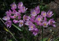 Allium roseum Rochers de Roquebrune 240407 (3)