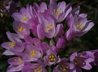 Allium roseum Rochers de Roquebrune 240407 (4)