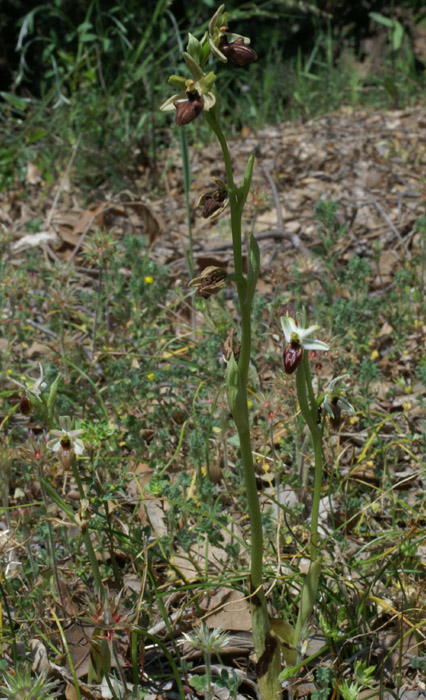 Ophrys incubacea & splendida Vidauban 230407 (30)