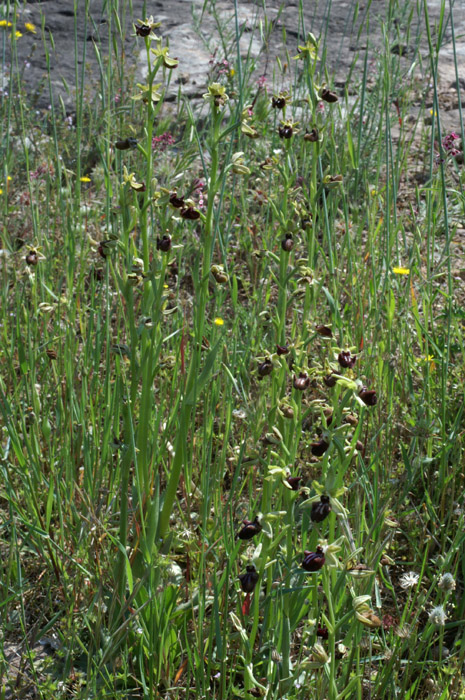 Ophrys incubacea Vidauban 230407 (23)