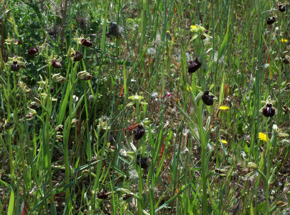 Ophrys incubacea Vidauban 230407 (25)