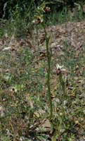 Ophrys incubacea & splendida Vidauban 230407 (30)