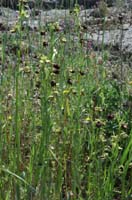 Ophrys incubacea Vidauban 230407 (24)