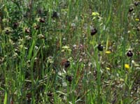 Ophrys incubacea Vidauban 230407 (25)