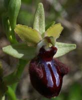 Ophrys incubacea Vidauban 230407 (30)