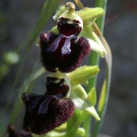 Ophrys incubacea Vidauban 230407 (31)