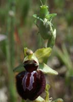 Ophrys incubacea Vidauban 230407 (36)