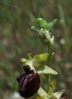 Ophrys incubacea Vidauban 230407 (38)
