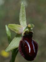 Ophrys incubacea Vidauban 230407 (42)