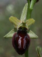 Ophrys incubacea Vidauban 230407 (43)