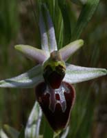 Ophrys splendida Vidauban 230407 (30)