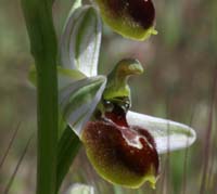 Ophrys splendida Vidauban 230407 (33)