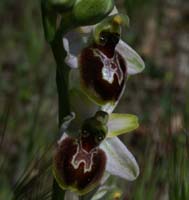 Ophrys splendida Vidauban 230407 (34)