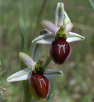 Ophrys splendida Vidauban 230407 (40)