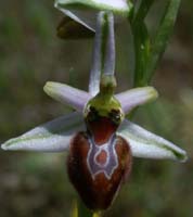 Ophrys splendida Vidauban 230407 (41)