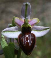Ophrys splendida Vidauban 230407 (47)