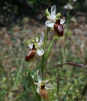 Ophrys splendida Vidauban 230407 (48)