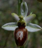 Ophrys splendida Vidauban 230407 (49)