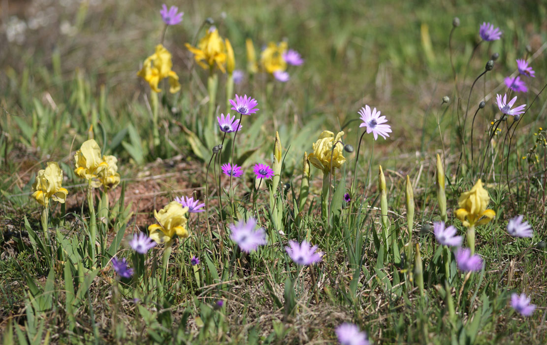 Iris lutescens & Anemone hortensis  Vidauban 050410 (77)