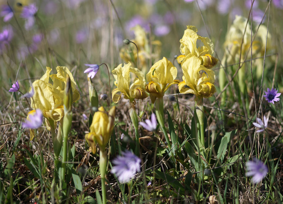Iris lutescens & Anemone hortensis  Vidauban 050410 (78)