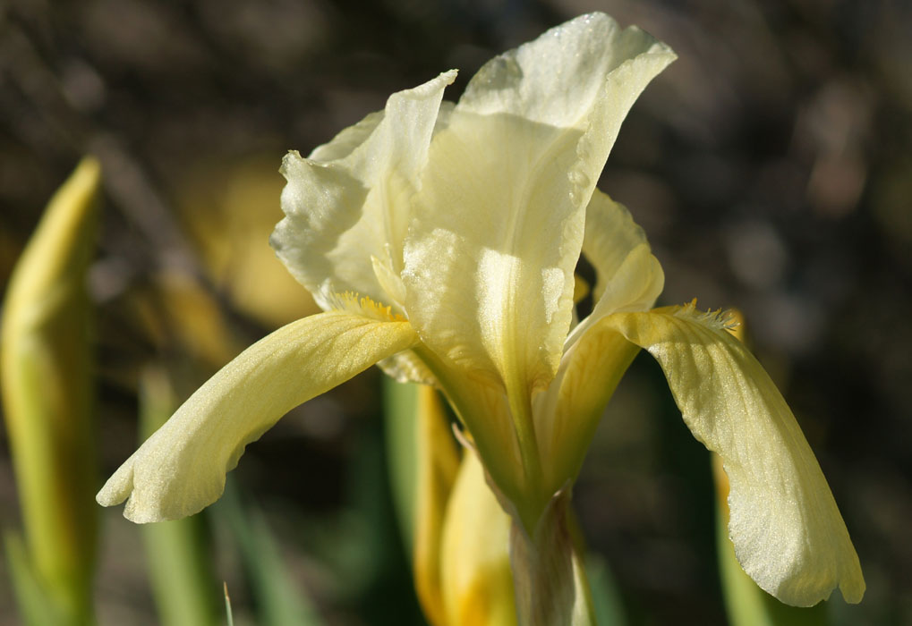 Iris lutescens Vidauban 050410 (18)