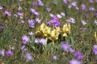 Iris lutescens & Anemone hortensis  Vidauban 050410 (76)