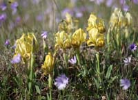 Iris lutescens & Anemone hortensis  Vidauban 050410 (78)