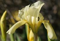 Iris lutescens Vidauban 050410 (18)