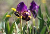Iris lutescens Vidauban 050410 (69)