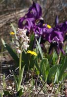 Neotinea lactea & Iris lutescens Vidauban 050410 (72)