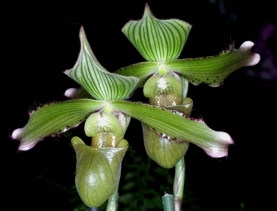 Paphiopedilum javanicum Merlimont 250308 (33)