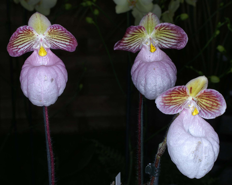 Paphiopedilum micranthum Merlimont 250308 (13)