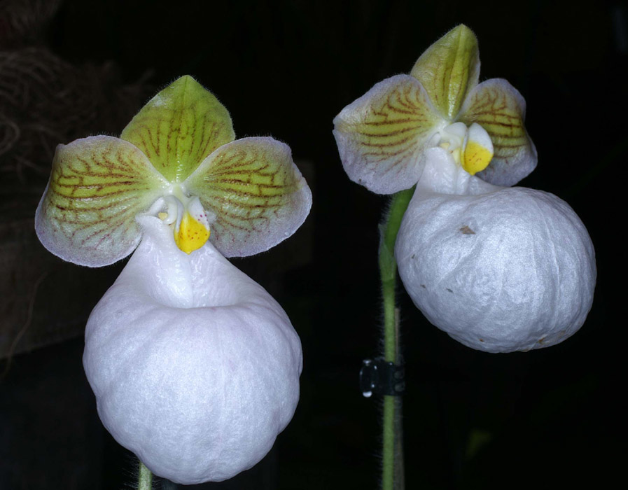 Paphiopedilum micranthum var album Merlimont 250308 (12)