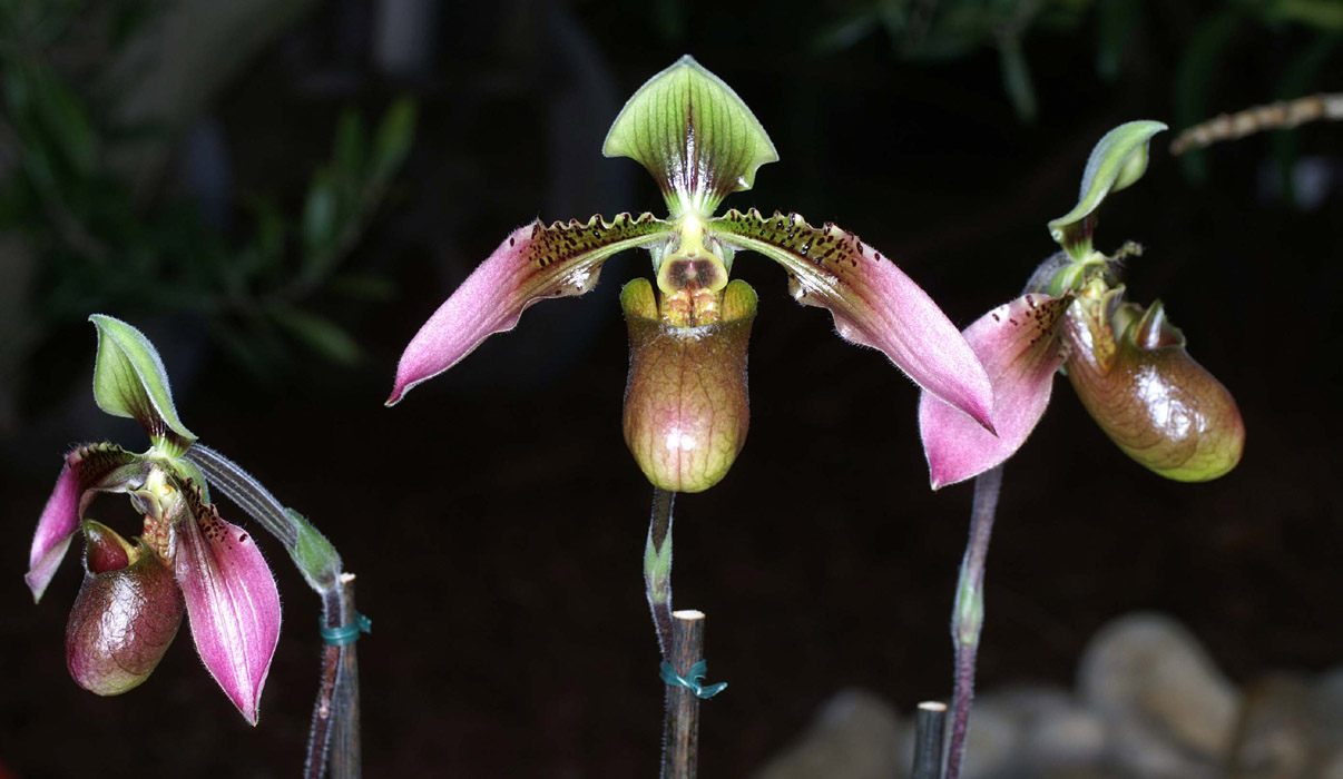 Paphiopedilum purpurascens Merlimont 250308 (26)