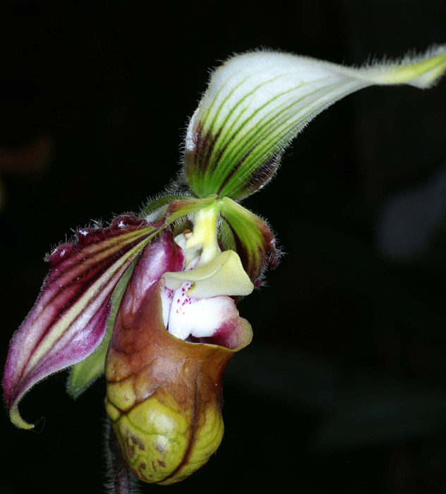 Paphiopedilum sangii Merlimont 250308 (55)