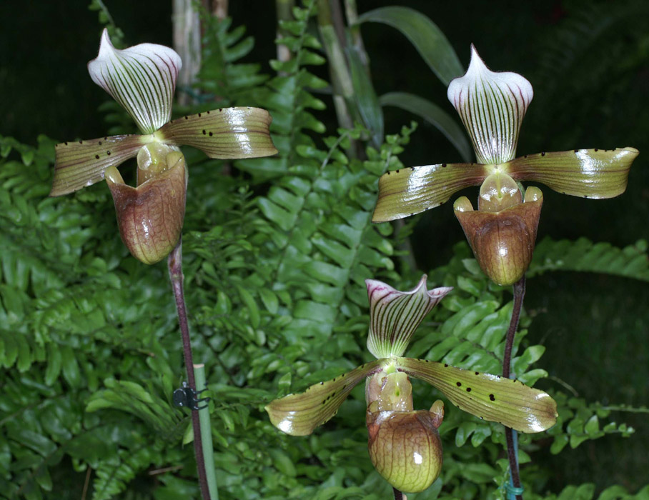 Paphiopedilum tonsum Merlimont 250308 (47)