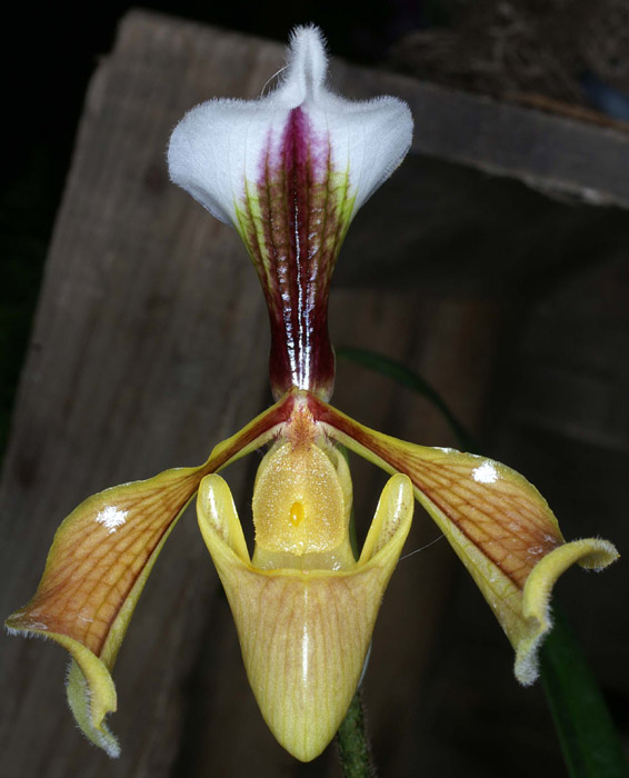 Paphiopedilum villosum var anamense Merlimont 250308 (37)