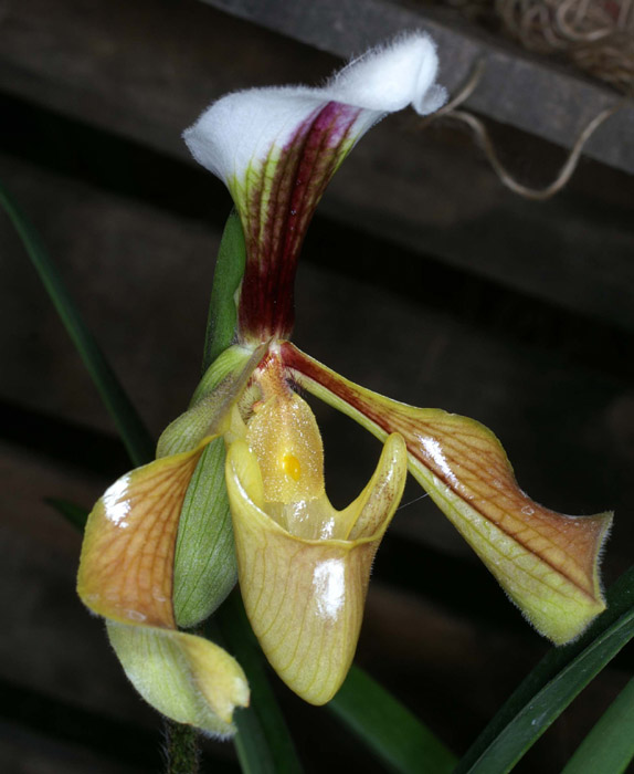 Paphiopedilum villosum var anamense Merlimont 250308 (38)