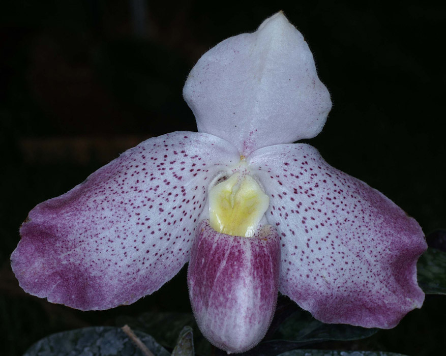 Paphiopedilum vitnamense x bellatulum Merlimont 250308 (58)